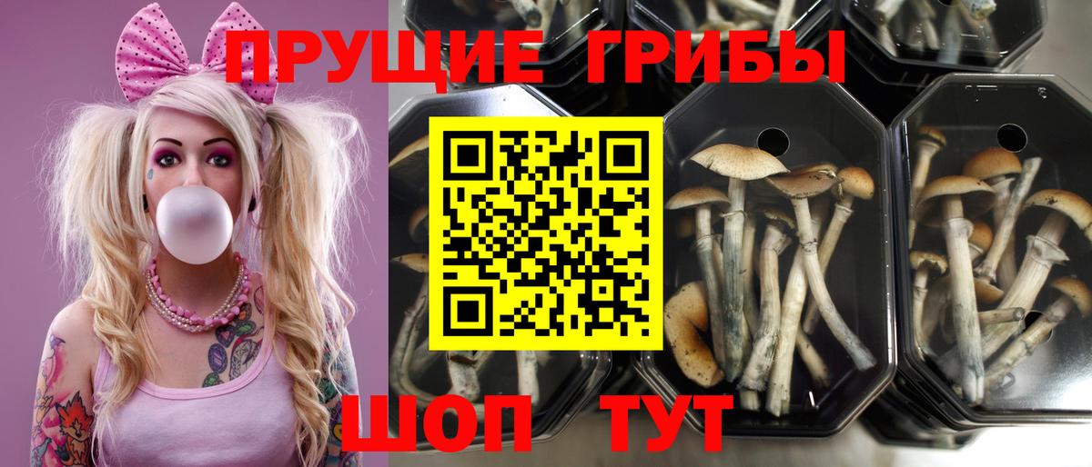 Канаш  Псилоцибиновые грибы мухоморы  Вход с VPN 